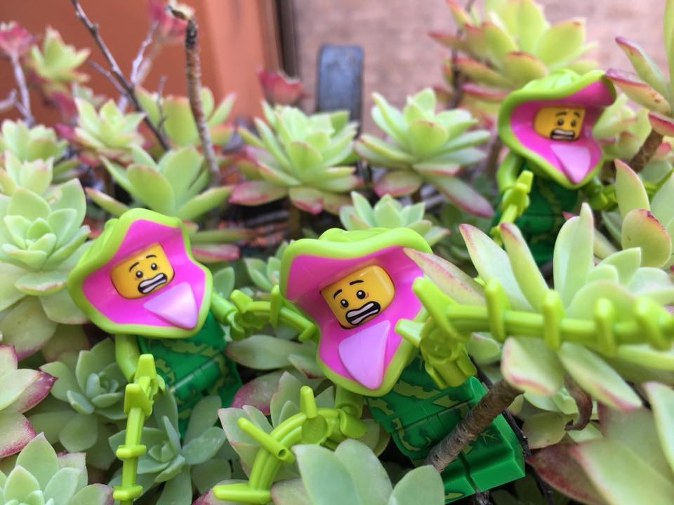 Brick Pic of the Day: Plant life
